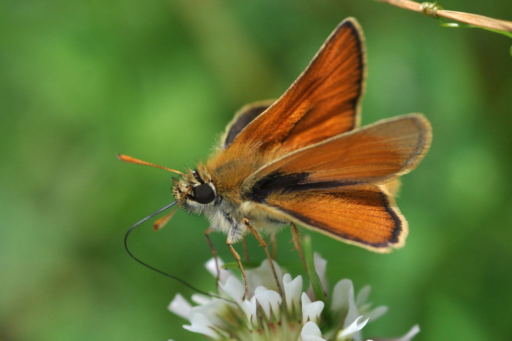 Butterfly Feeders - Science World