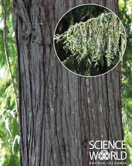 Old Growth Trees - Science World