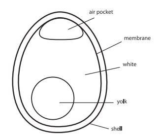 hypothesis of egg drop project