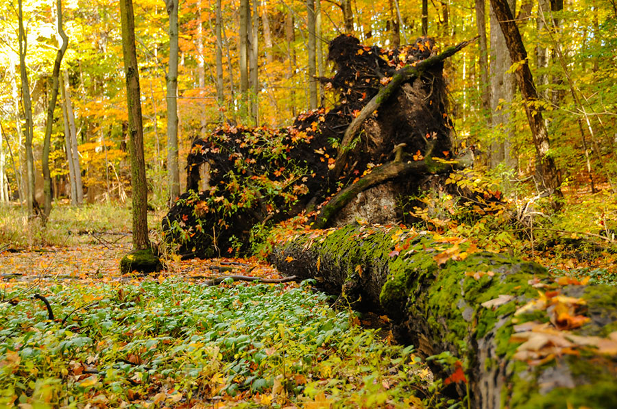 temperate rainforest background