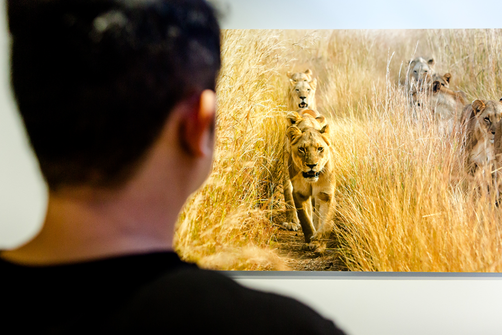 Visitor viewing a nature photograph at Spectacle: Rare and Astonishing Photos.