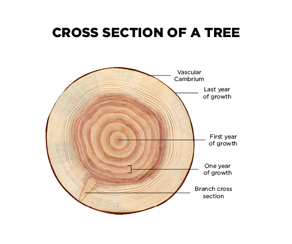 Old vs. New Growth Trees and the Wood Products they Make