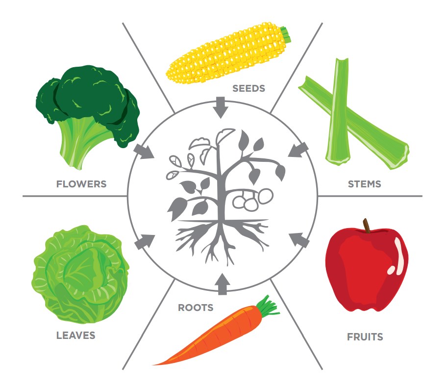 Stems Of Plants We Eat