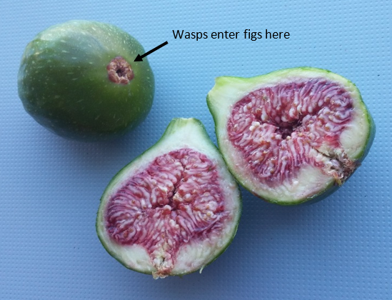 figs flower