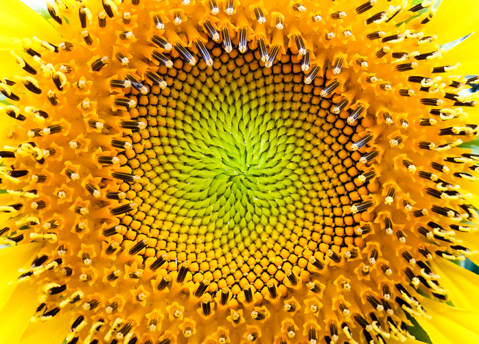 fibonacci spiral flowers